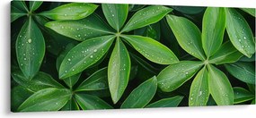 Obraz - Listy s kvapkami rosy (120x50 cm)