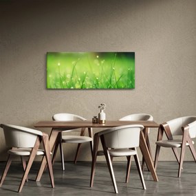 Obraz - rosa na tráve (120x50 cm)