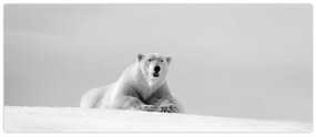 Obraz - Ľadový medveď, čiernobiela (120x50 cm)