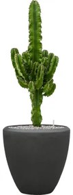Euphorbia erytrea 19x80 cm
