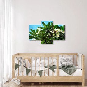 Obraz - Plumeria (90x60 cm)