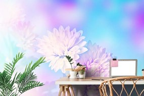 Samolepiaca tapeta chryzantéma v zaujímavom svetle