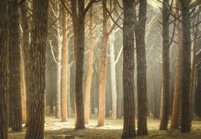 Fototapeta – Les so slnečnými lúčmi (147x102 cm)