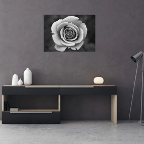 Sklenený obraz ruže (70x50 cm)