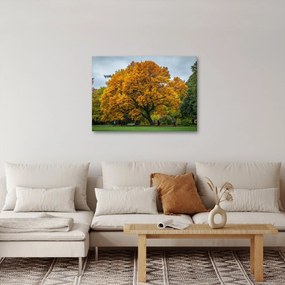 Obraz stromu (70x50 cm)