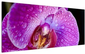Detailný obraz kvetu orchidey (120x50 cm)