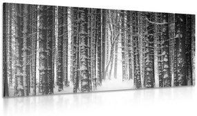 Obraz les zahalený snehom v čiernobielom prevedení - 100x50