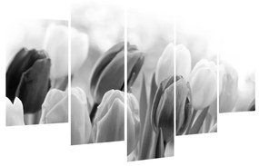 Čiernobiely obraz pučiacich tulipánov (150x105 cm)