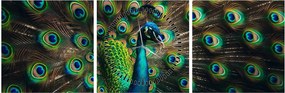 Obraz – Páv (s hodinami) (90x30 cm)