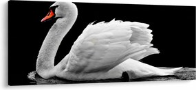 Obraz čiernobielej labute (120x50 cm)