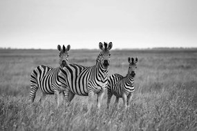 Fototapeta tri čiernobiele zebry v savane - 225x150