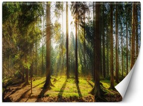 Gario Fototapeta Les v slnečnom svite Materiál: Vliesová, Rozmery: 200 x 140 cm