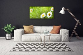 Obraz na plátne Tráva sedmokrásky príroda 120x60 cm