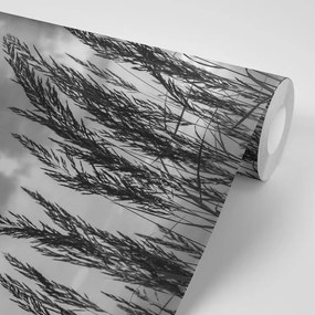 Zaujímavá čiernobiela samolepiaca fototapeta steblá trávy