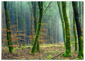 Sklenený obraz lesa (70x50 cm)