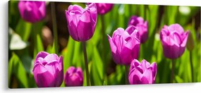 Obraz tulipánov na lúke (120x50 cm)