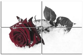 Obraz na plátne - Ruža na snehu 1103FE (120x80 cm)