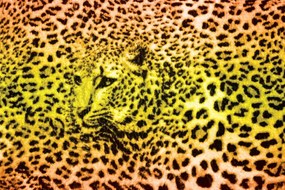 Fototapeta - Gepard leopardí (152,5x104 cm)