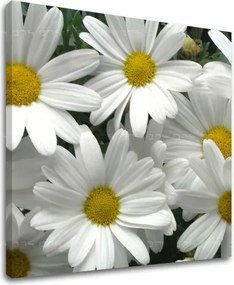 Obraz na stenu KVETY XOBKV106E12 - 60x60 cm