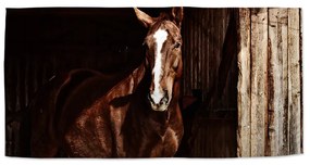 Sablio Uterák Kôň v stajni - 70x140 cm