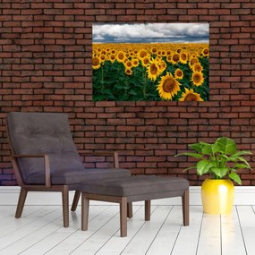Obraz slnečnicového poľa (90x60 cm)