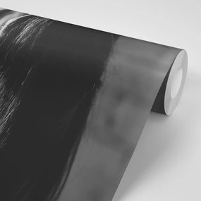 Samolepiaca fototapeta majestátny čiernobiely kôň - 150x100