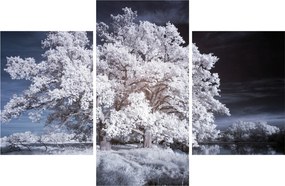 Obraz - Snehobiely strom (90x60 cm)