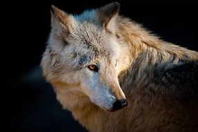 Fotografia Arctic wolf. Canis lupus arctos, Daniel Hernanz Ramos, (40 x 26.7 cm)
