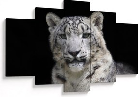 Obraz - Leopard snežný (150x105 cm)
