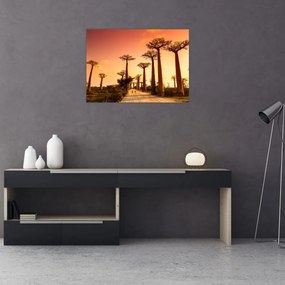 Sklenený obraz - Západ slnka v uličke Baobab (70x50 cm)