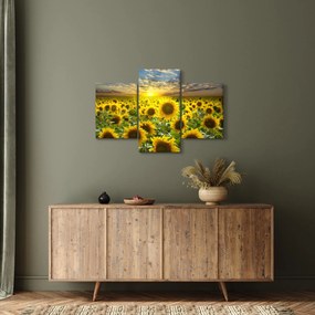 Obraz - Slnečnica pri západe slnka (90x60 cm)