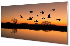 Sklenený obraz Lietajúce vtáky sunset 125x50 cm