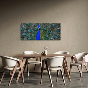 Obraz - Páv (120x50 cm)