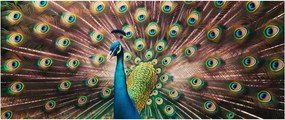 Obraz - Páv (120x50 cm)
