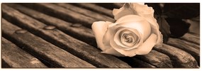 Obraz na plátne - Biela ruža na lavici - panoráma 5224FA (105x35 cm)