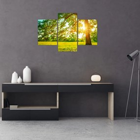 Obraz - Slnečný les (90x60 cm)