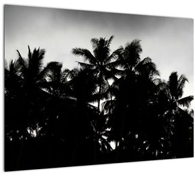 Sklenený obraz čiernobiely - palmy (70x50 cm)