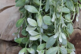 Bledo zelená umelá rastlina aeschynanthus 90cm