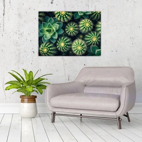 Sklenený obraz - Kaktusy (70x50 cm)