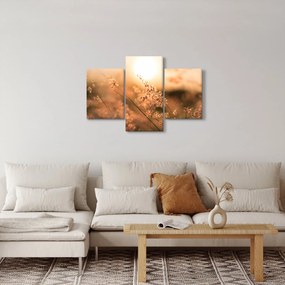 Obraz - Tráva na slnku (90x60 cm)