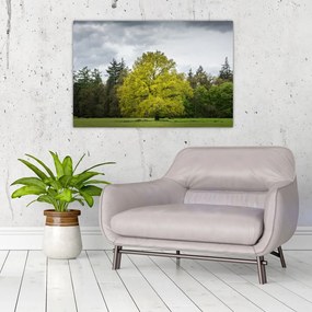 Obraz zeleného stromu uprostred poľa (90x60 cm)