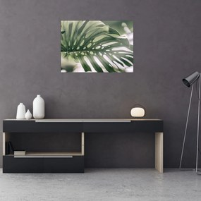 Obraz - List monštier (70x50 cm)