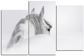 Obraz na plátne - Andalúzsky kôň v hmle 1219C (150x100 cm)