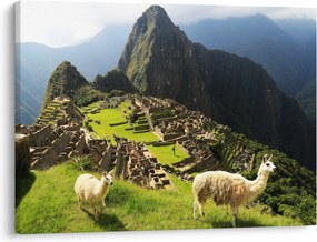 Obraz - Lamy v Machu Picchu (70x50 cm)