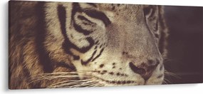 Obraz tigra (120x50 cm)