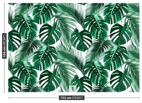 Fototapeta Vliesová Monstera deravá 250x104 cm