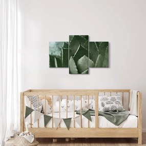 Obraz - Zelená agáve (90x60 cm)