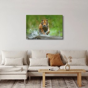 Obraz - Bežiaci tiger (90x60 cm)