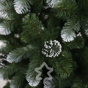 Borovica zasněžená 150 cm