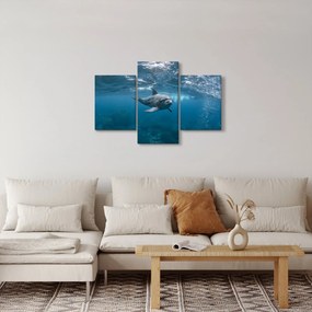 Obraz - Delfín pod hladinou (90x60 cm)